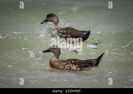 Crested ducks (Anas specularioides) on the water, Pebble Island, Falkland Islands, Great Britain, South Atlantic, South America Stock Photo