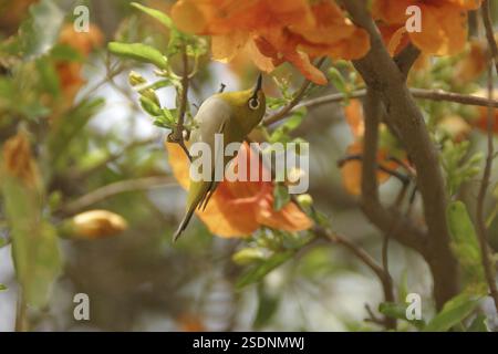 Marwar Tree Teak Tree or Common Teak (Tectona Grandis), Growing in the Rain Forest ...