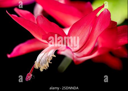 A close-up of a blooming Christmas cactus with bright red flowers and lush green leaves against a black background Stock Photo