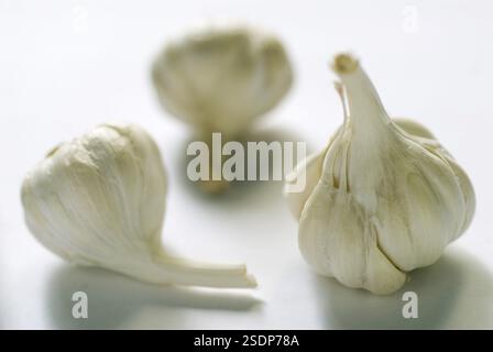 Three Garlic bulbs white on white background spice Stock Photo