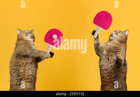 Two gray cats engaged in a game of table tennis. Each cat is holding a pink paddle, focused on the white ball, yellow background Stock Photo