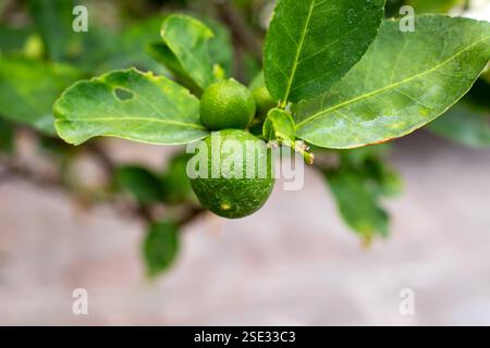 Green lime grows on a tree branch in tropical Asia. Stock Photo