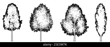 Set or collection of Black Poplar trees as a black line drawing silhouette on white background. Concept or conceptual vector for nature, planet. Stock Vector