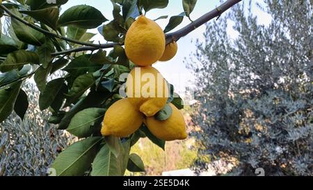 Ripe yellow lemons on tree branch. Stock Photo