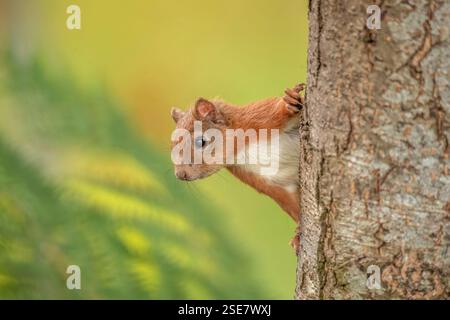 Red Squirrel hanging on to the side of a tree Stock Photo