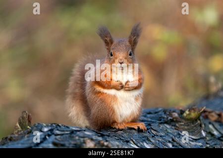 Red squirrel (sciurus vulgaris) on a tree in a forest in the uk in time of year Stock Photo