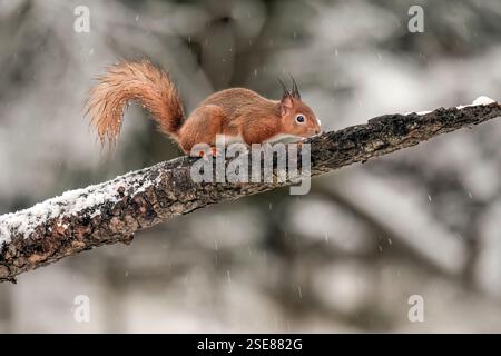 Red Squirrel on a snow covered branch in the winter Stock Photo