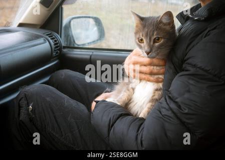 a man holding a cat in stress, cats hair is all around a car interior Stock Photo