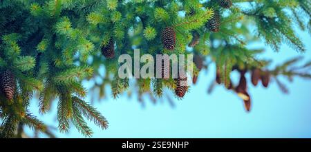 Young shoots of spruce tree and fir cones on the branches. Natural background in trendy green color. Spring nature. Horizontal banner Stock Photo
