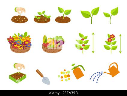 Plant growth stages infographics. Planting instruction template. Vegetables growth cycle. Planting rules Stock Vector