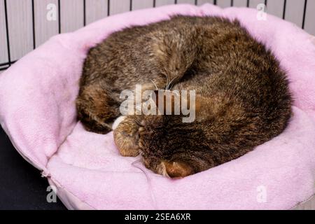 A fluffy cat is cozily curled up on a soft pink blanket, enjoying its peaceful nap in a warm and comfortable spot Stock Photo
