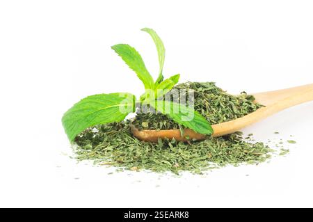 Fresh green peppermint leaves and dried mint leaves isolated on white background. Dry spice concept Stock Photo