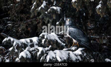A black-chested buzzard-eagle (Geranoaetus melanoleucus) perching in a tree with snow, looking into the camera, 16:9 Stock Photo