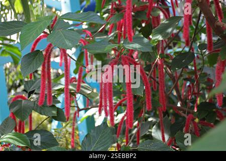 Close up of the fuzzy, red flowers and green leaves of a Chenille shrub, Acalypha hispida, Stock Photo