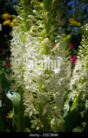 Eucomis autumnalis, the autumn pineapple flower, or autumn pineapple lily. Stock Photo