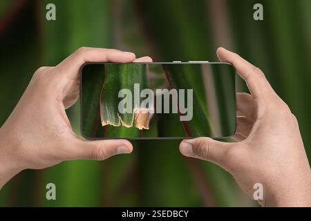 Man using mobile phone to recognize disease of house plant, closeup. Finder app Stock Photo
