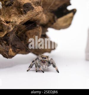 A detailed macro shot of a jumping spider perched on a rock, highlighting its intricate textures and large, expressive eyes. Stock Photo