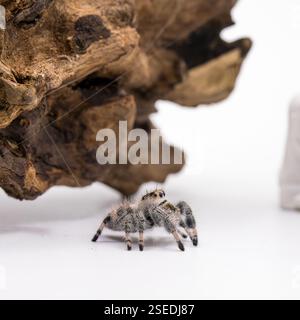 A detailed macro shot of a jumping spider perched on a rock, highlighting its intricate textures and large, expressive eyes. Stock Photo
