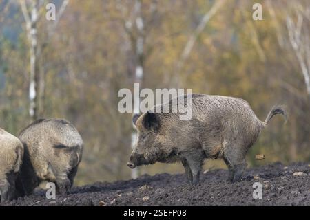 Three wild boar or wild pig (Sus scrofa), walking over a muddy opening searching for food, with an autumnal colored forest in the background Stock Photo