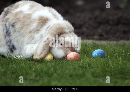 Rabbit (Oryctolagus cuniculus domestica), Easter, Ram rabbit, Easter egg, The house rabbit sits with colourful eggs on the lawn in the garden Stock Photo
