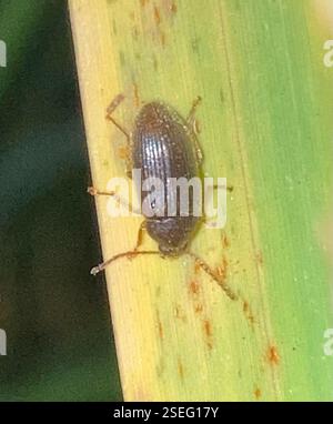 Beetles (Coleoptera), Insecta, Florida, US, they were ALL OVER the ...