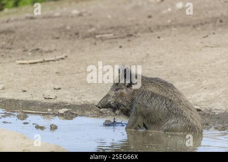 One adult wild boar or wild pig (Sus scrofa) taking a mud bath in a small pool Stock Photo