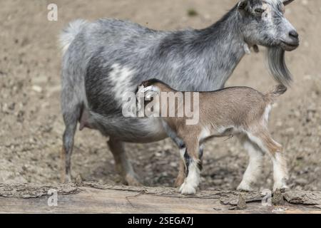 Pygmy goat mom, Capra hircus, with a newborn young standing in front of her on a log Stock Photo