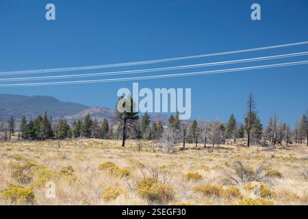 Tionesta, California - High voltage power lines run through Modoc National Forest in northeastern California. Stock Photo