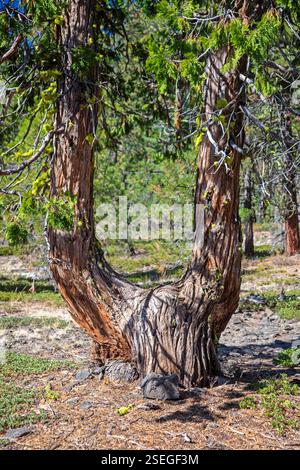 Bartle, California - A U-shaped tree in Shasta-Trinity National Forest. Stock Photo