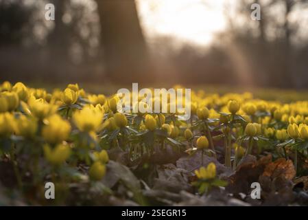 Winter aconites in spring with sunshine, from the ground in the forest, Germany, Europe Stock Photo