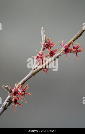 Flowering witch hazel (Hamamelis vernalis), winter, Germany, Europe Stock Photo