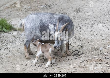 Pygmy goat mom, Capra hircus, suckling her newborn (s) on rocky soil Stock Photo