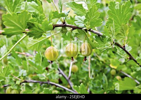 Three gooseberry berries on a background of green leaves and twigs Stock Photo