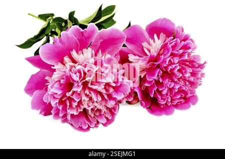 Two pink peonies with green leaves against a white background Stock Photo