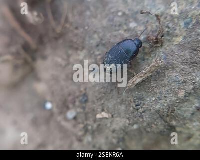 (Gondwanocrypticus), Insecta, De Anza College, Cupertino, CA 95014, USA ...