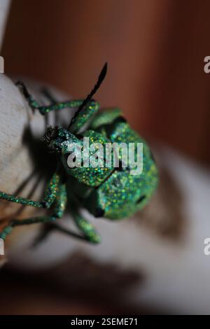 (Polyteles stevenii), Insecta, Araçariguama, SP, 18147-000, Brasil ...