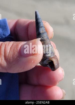 Turret Shell (Maoricolpus roseus) Mollusca Stock Photo - Alamy