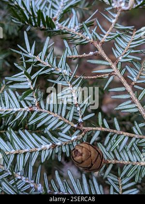 Hemlock Woolly Adelgid (Adelges tsugae), Insecta, Franklin County, US ...