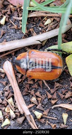 Cowboy Beetle (Chondropyga dorsalis) Insecta Stock Photo - Alamy