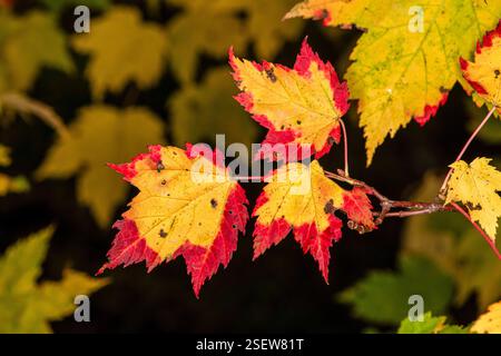 White Bear Township; Minnesota. Tamarack nature center. Colorful yellow, red tipped maple leaves in the fall. Stock Photo