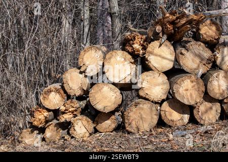 Vadnais Heights, Mn. John H. Allison forest. Stacked logs from a fallen tree in the forest waiting to be hauled away. Stock Photo