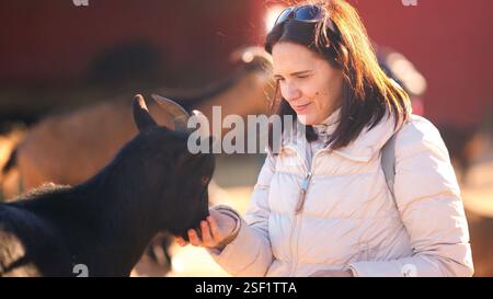 Woman feeding an african dwarf goat on a farm Stock Photo