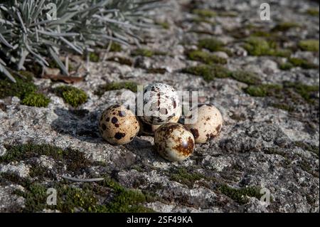 The Common quail (Coturnix coturnix) eggs . Stock Photo