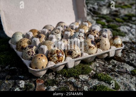 The Common quail (Coturnix coturnix) eggs . Stock Photo