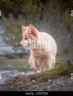 White German Shepherds in the forest Stock Photo