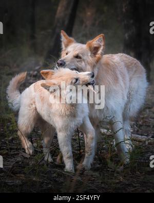 White German Shepherds in the forest Stock Photo