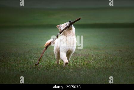White German Shepherds in the forest Stock Photo