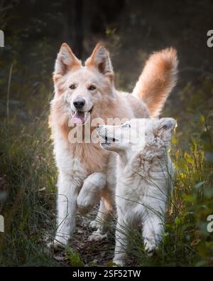 White German Shepherds in the forest Stock Photo
