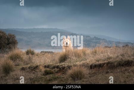White German Shepherds in the forest Stock Photo