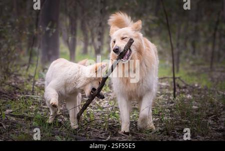 White German Shepherds in the forest Stock Photo